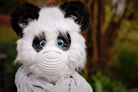 Pronto Casino Stuðningur